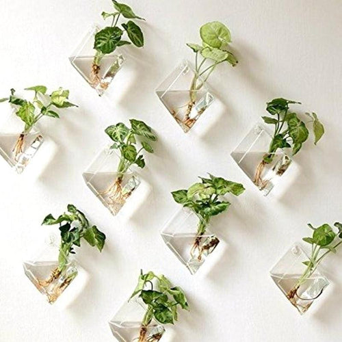 Fish Pot Wall